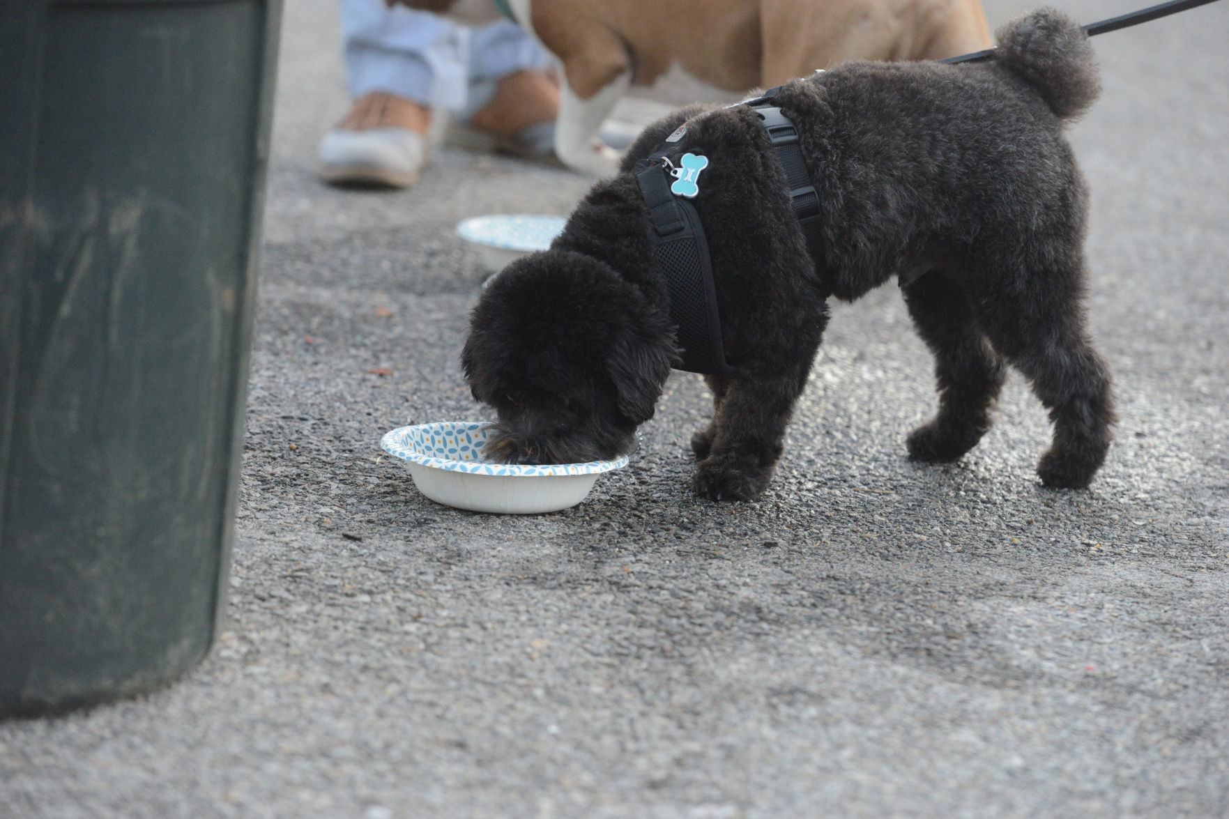 Barktober in Danville